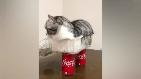 Fun with animals #7