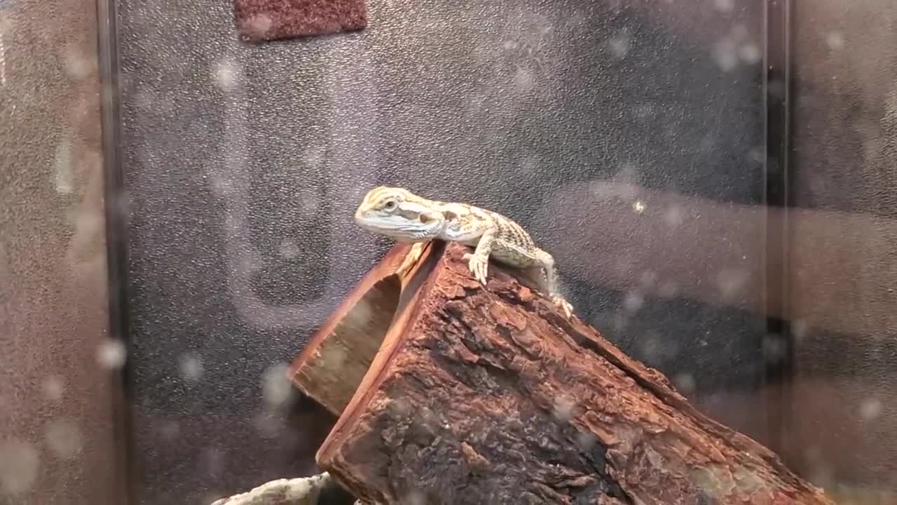 EXPLORING PETSMART ! ANIMAL FRIENDS EVERYWHERE!