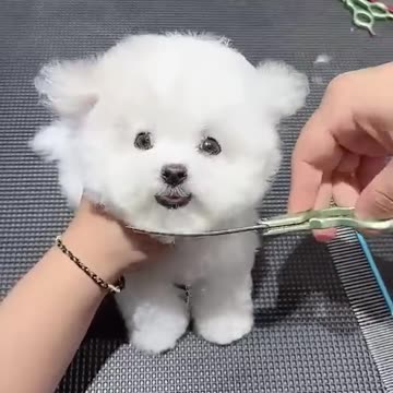 love cats ❤️❤️❤️ #cats #love #cat