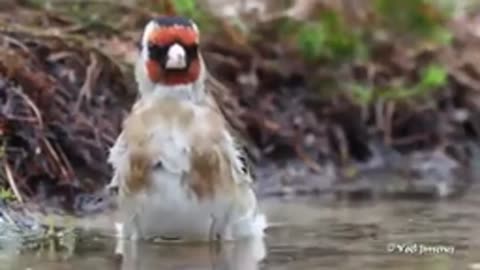 Beautiful bird sounds in the world