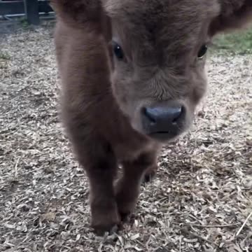 Cute little calf to share with you