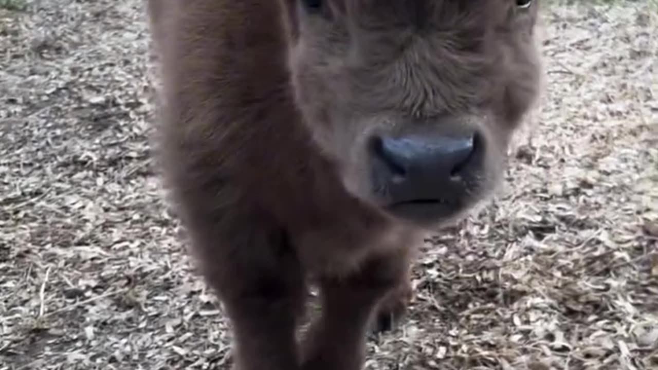 Cute little calf to share with you