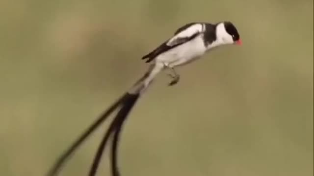 A lovely bird encouraging its chick to fly