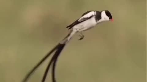 A lovely bird encouraging its chick to fly