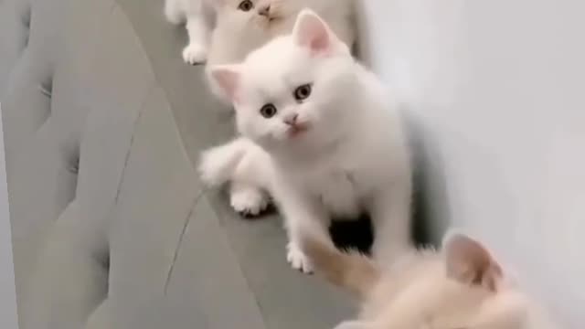 Cute beautiful Dog and cat and girl in the world 😍🌍