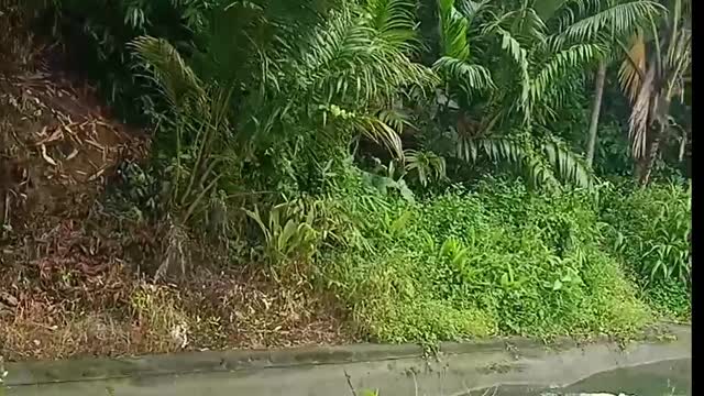 Rural Nature, Makes the heart Peaceful, Beautiful and Cool