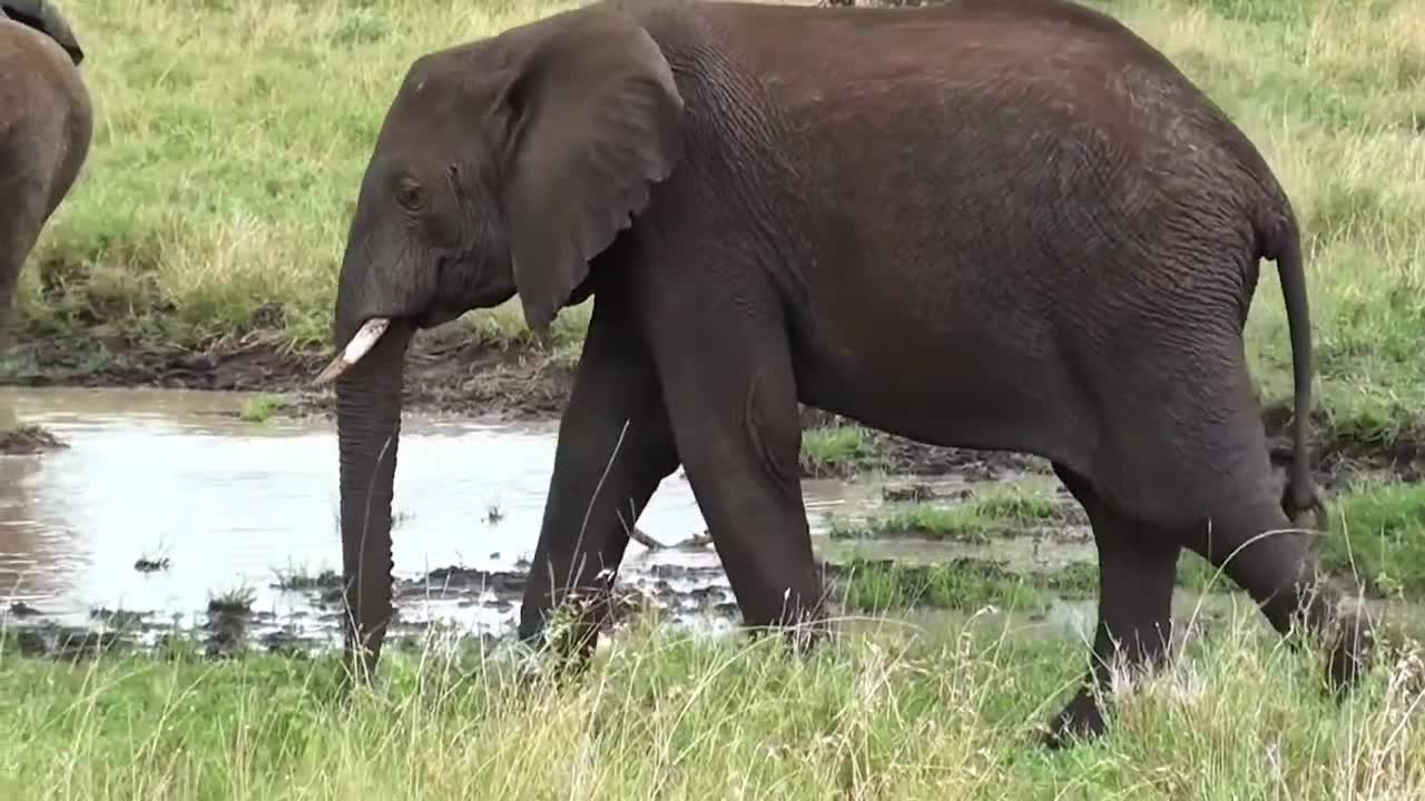 Indian Elephant footage