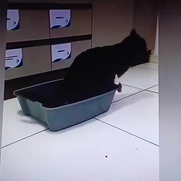 catbox