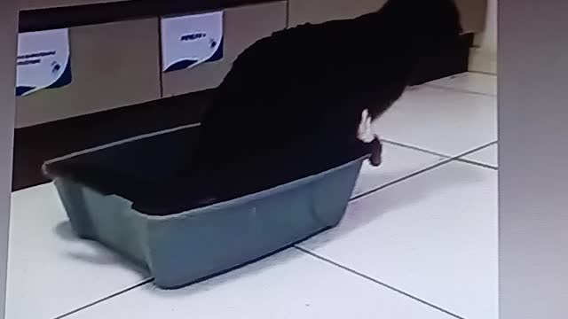 catbox