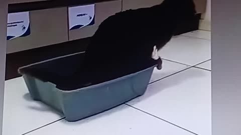 catbox