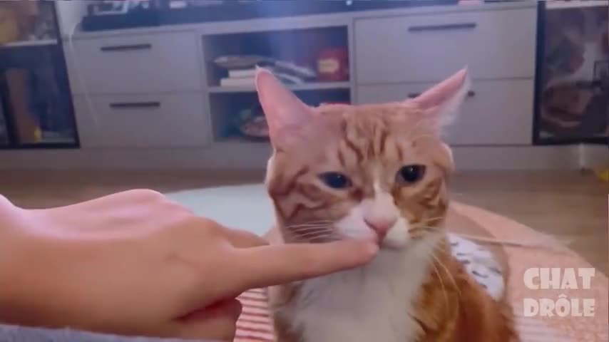 try not to laugh