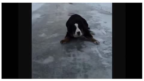 dog loves and hates snow and ice!!!