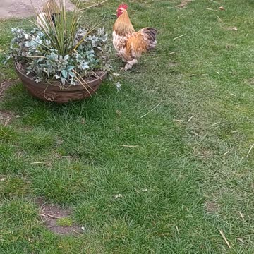 Country life, rooster fight, Rambo and Kevin 🐔🥊🐓🥊