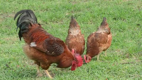 ROOSTER AND HENS