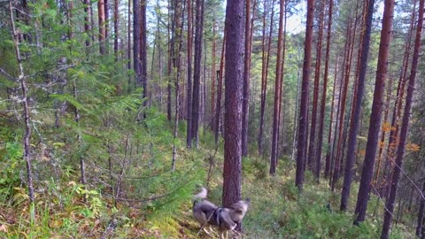 Экспедиция по горным рекам _ Приполярный Урал _ 900 км. _ К народам Манси _ Трейлер