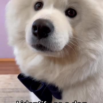 My dog is just a BIG BABY 😂