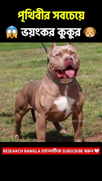 El perro más peligroso del mundo. #dog