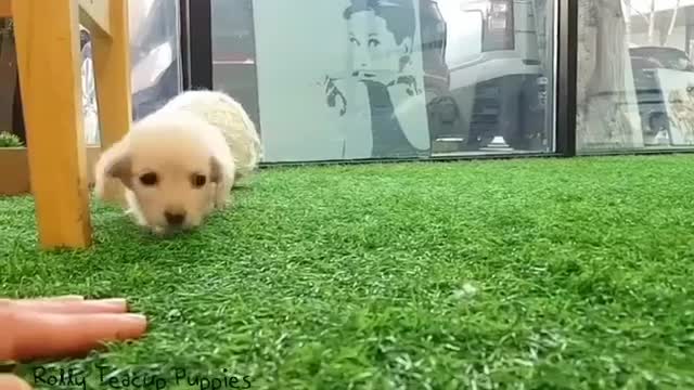 Love Pets