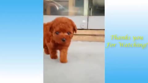 funny animal-2