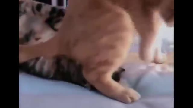 Funniest Cats 😹 - Don't try to hold back Laughter 😂 - Funny Cats Life