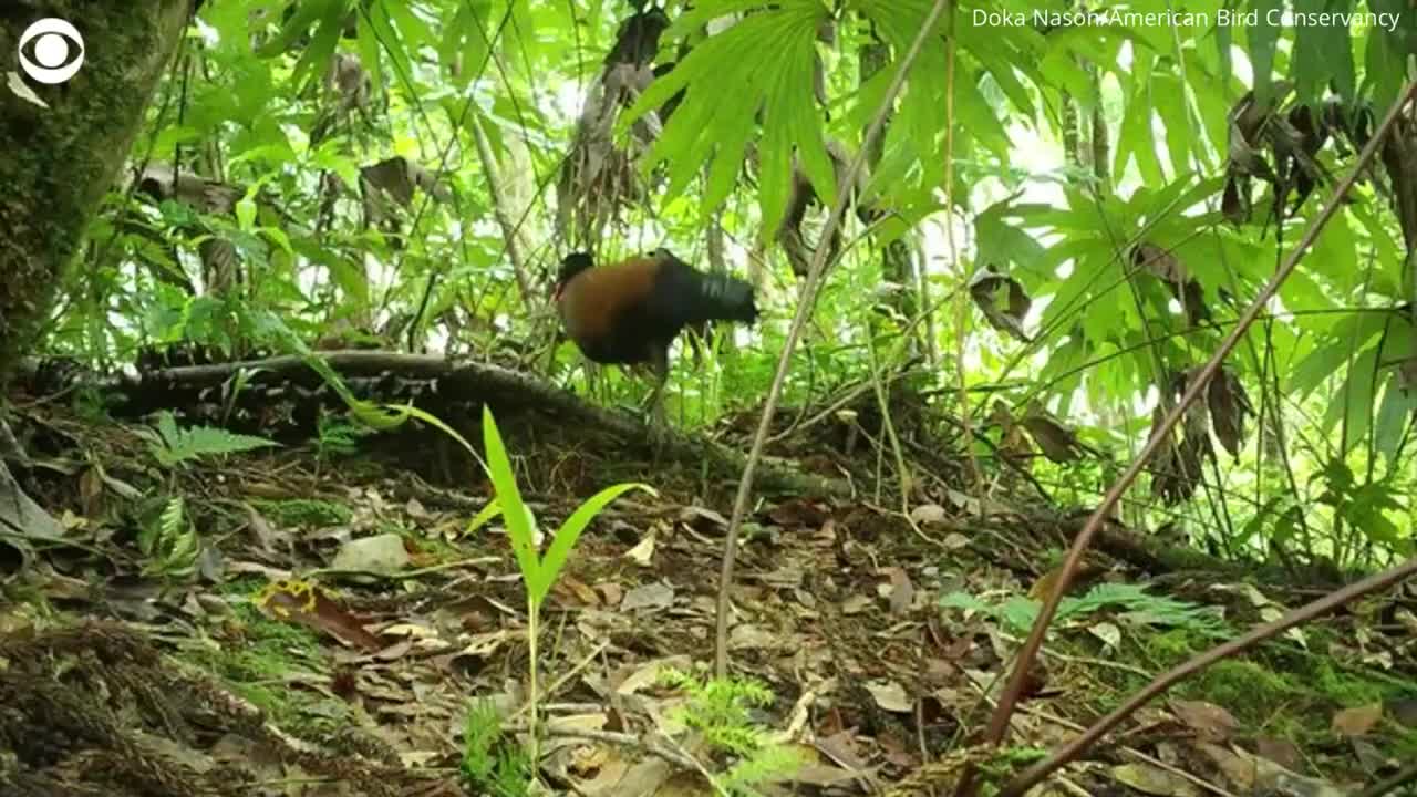 Bird not seen for 140 years captured on camera