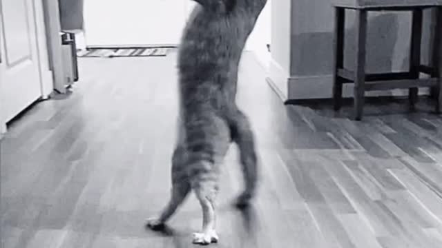 I’m a cat, I’m bad...