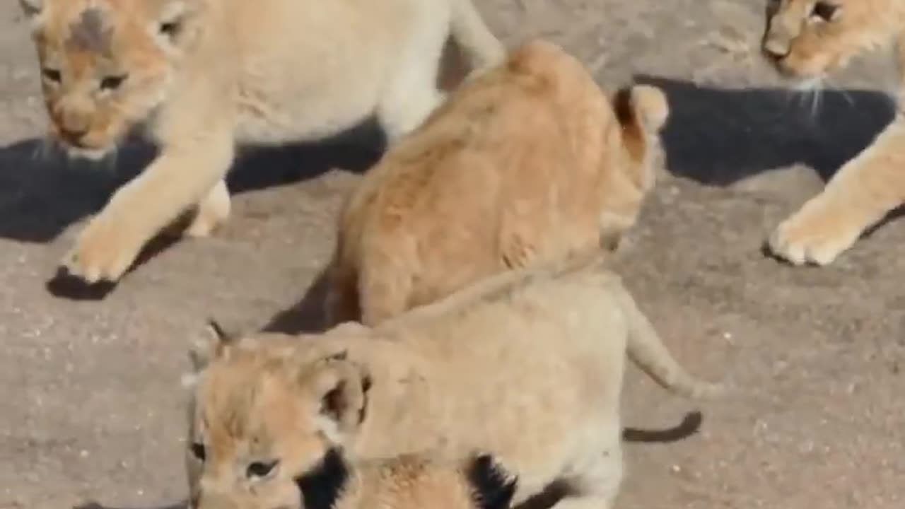 Cute Baby Lion #cuteanimals #shorts #shortvideo #viral