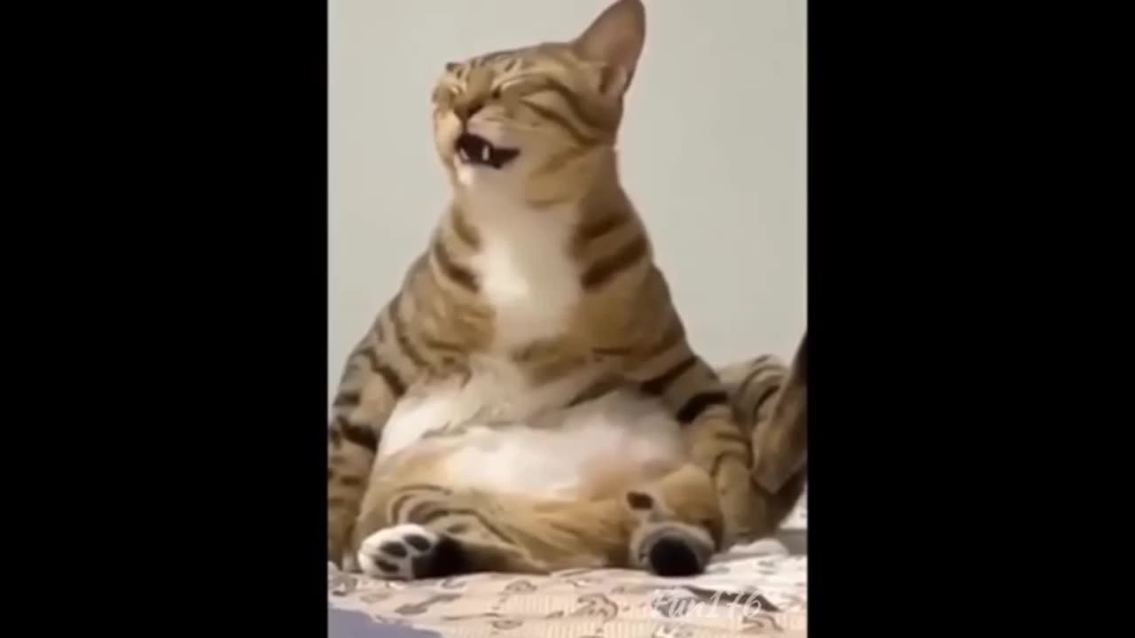 Funny animal cutest animal very very funny moment🤣🤣🤣🤣🤣🤣🤣😂😂😂😂😂😂🤣🤣🤣🤣🤣🤣🤣🤣🤣🤣🤣🤣🤣😂😂😂😂😂😂😂😂🤣🤣🤣🤣