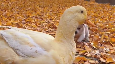 Cute puppy and duck Friends video