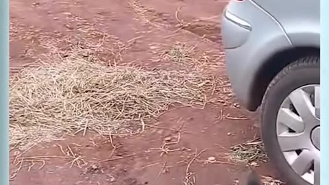 Dog and owner love