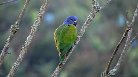 One of the most beautiful parrots in the world😻❤