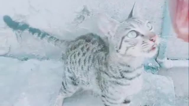 Funny cat