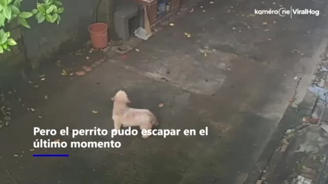 Perro escapa de un árbol..