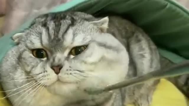cute cat gets a massage