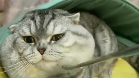 cute cat gets a massage