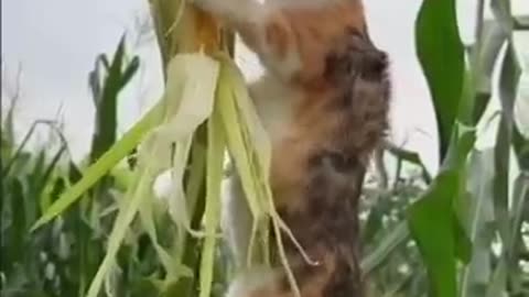 Funny animals vedio funniest cats