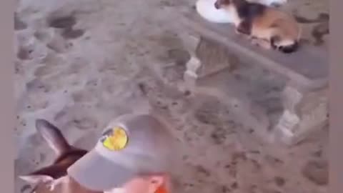 fanny video