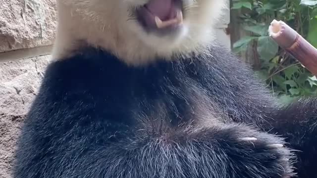 The sound of a panda eating bamboo is very healing