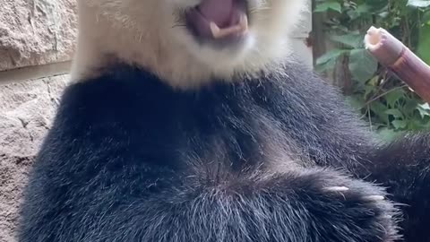 The sound of a panda eating bamboo is very healing