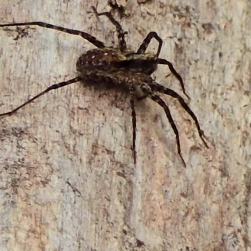 Beautiful spider on a wood / A very beautiful arachnid in the forest.