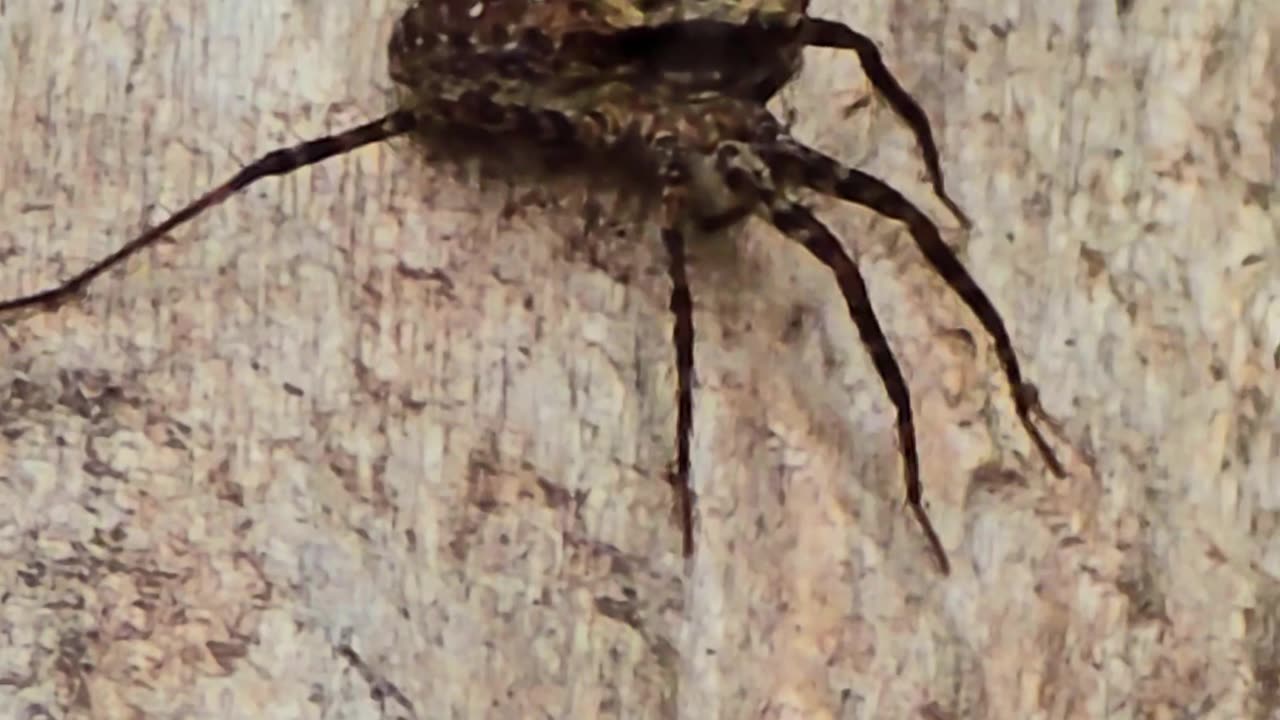 Beautiful spider on a wood / A very beautiful arachnid in the forest.