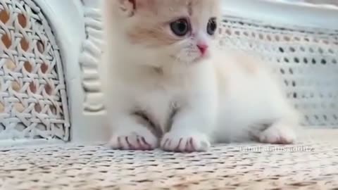 Cute little cat funny video