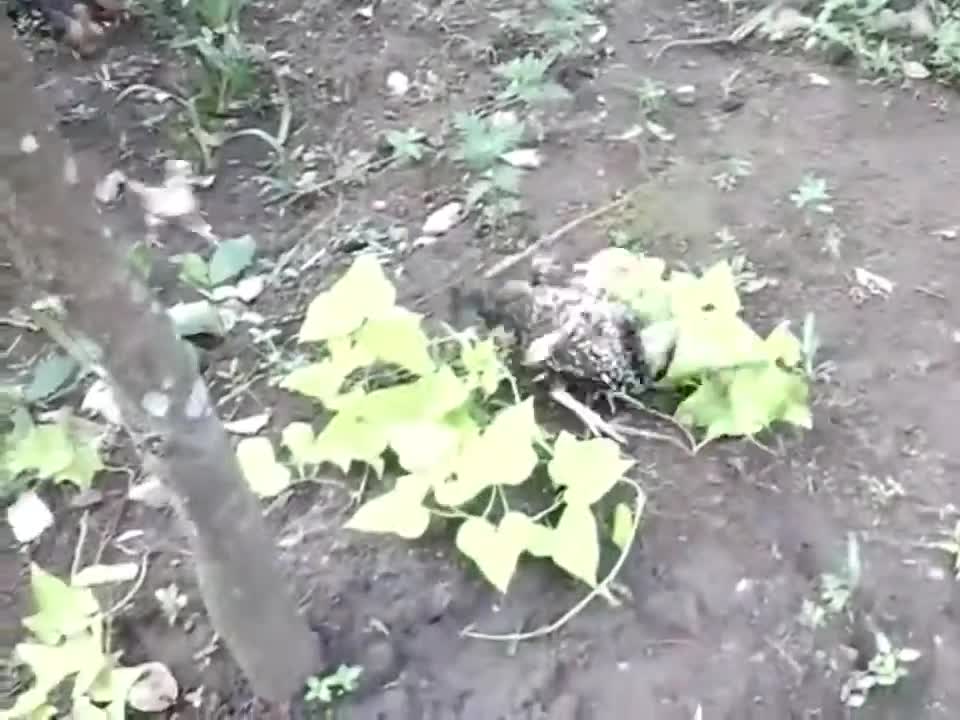 FUNNY CHICK