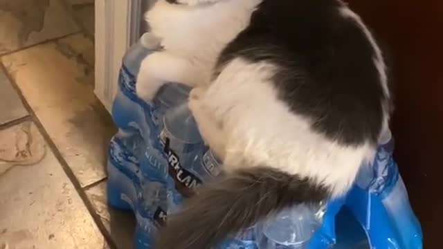 This's Gibbous Stone 🐈🐈