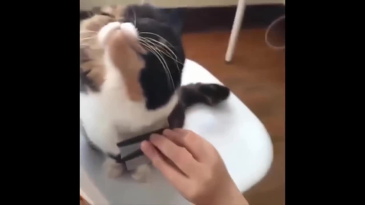 Cat enjoying his brush