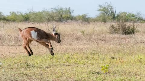 Goat Natural Sound