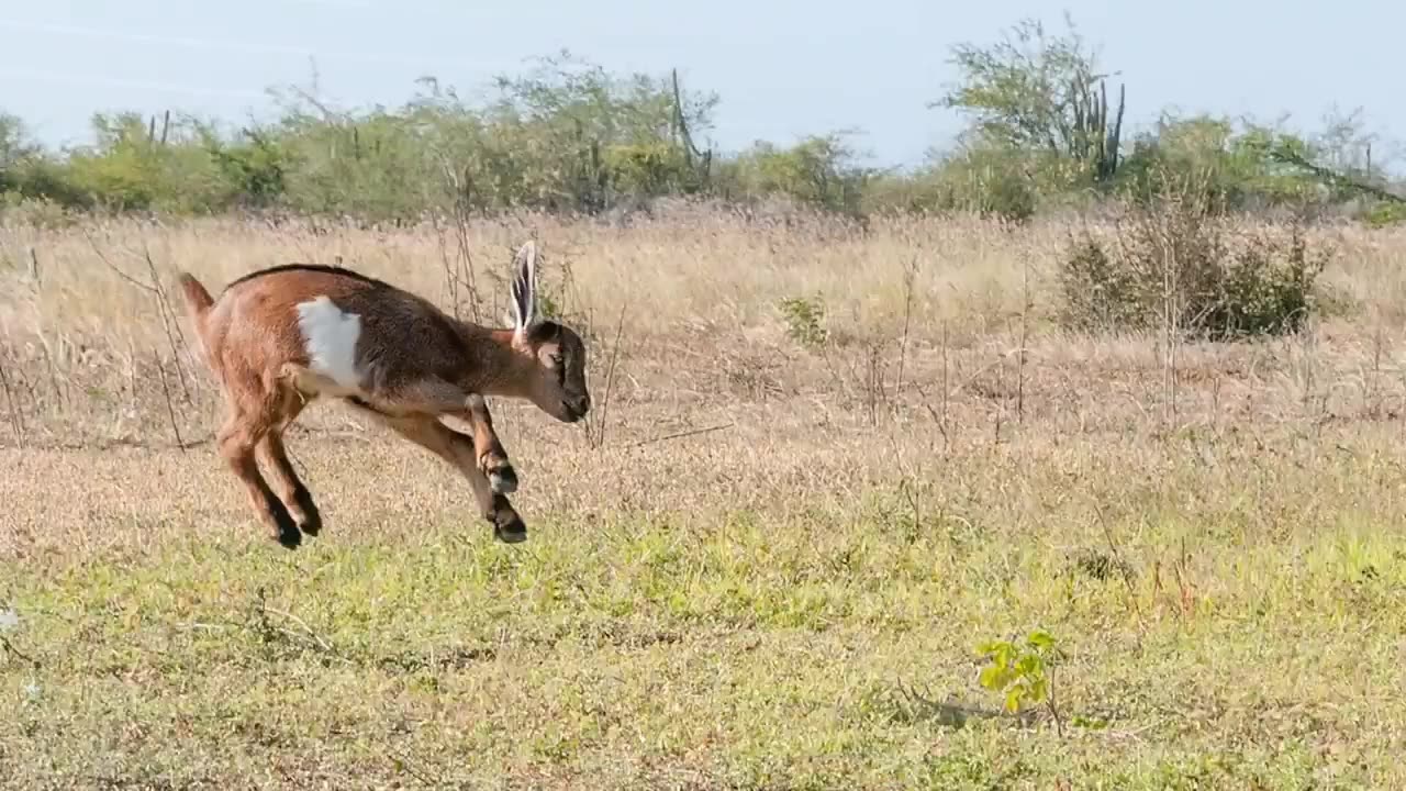 Goat Natural Sound