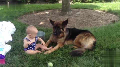 Cute and smart dog playing with a baby