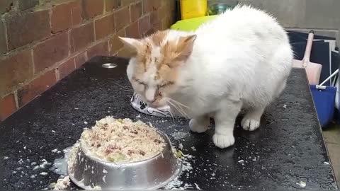 Hungry Stray Cats In My Yard On A Rainy Day