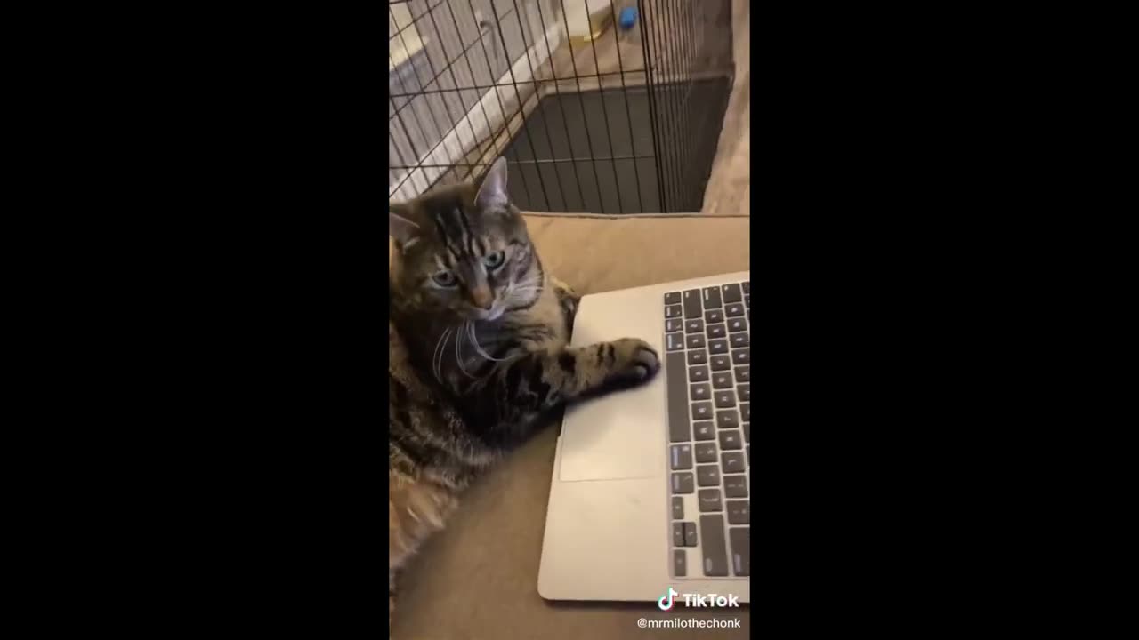 Funny cat videos mars 2024